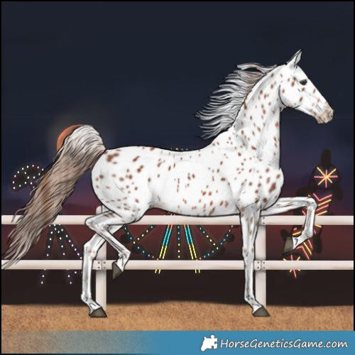 Horse Color:Chestnut Leopard 