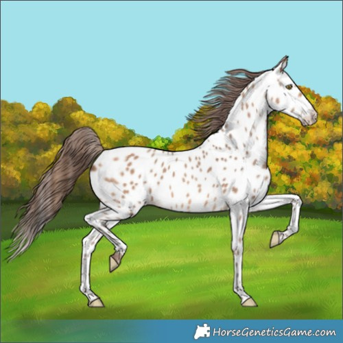 Horse Color:Amber Champagne Appaloosa 