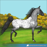 Horse Color:Blue Roan Appaloosa 