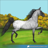 Horse Color:Blue Roan Appaloosa 