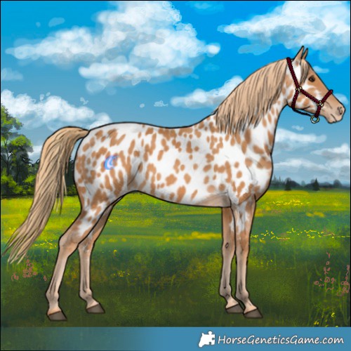 Horse Color:Chestnut Appaloosa 