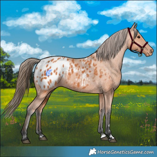 Horse Color:Bay Appaloosa 