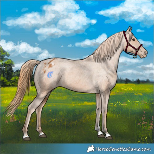 Horse Color:Chestnut Appaloosa 