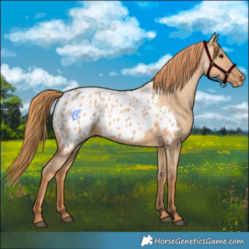Horse Color:Red Dun Appaloosa 