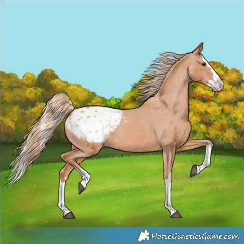 Horse Color:Chestnut Splash Appaloosa 