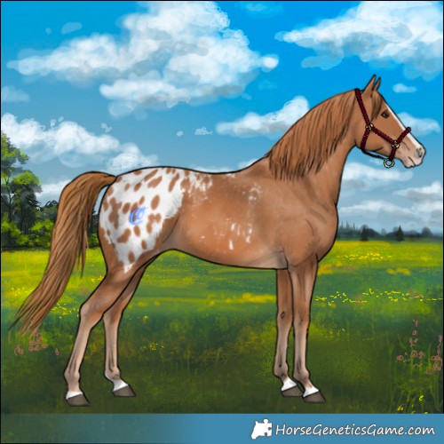 Horse Color:Chestnut Splash Appaloosa 
