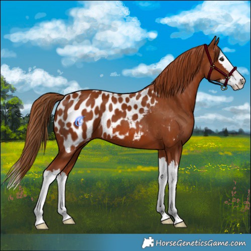 Horse Color:Chestnut Splash Appaloosa 