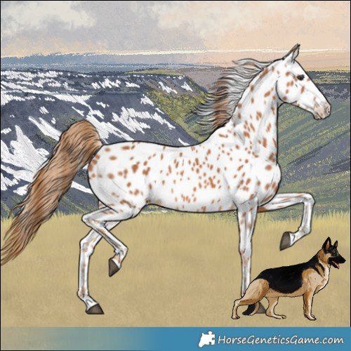 Horse Color:Chestnut Splash Appaloosa 