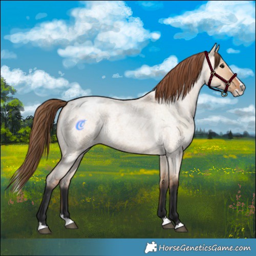 Horse Color:Bay Roan Dun Splash Appaloosa 