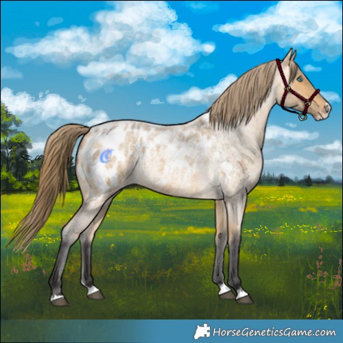 Horse Color:Buckskin Roan Splash Appaloosa 