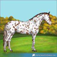 Horse Color:Chestnut Appaloosa 
