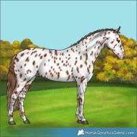 Horse Color:Chestnut Appaloosa 