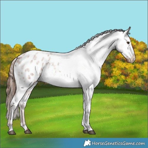 Horse Color:Red Roan Blanket 