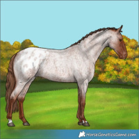 Horse Color:Red Roan Appaloosa 