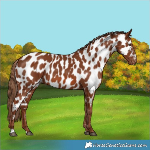 Horse Color:Chestnut Near Leopard 