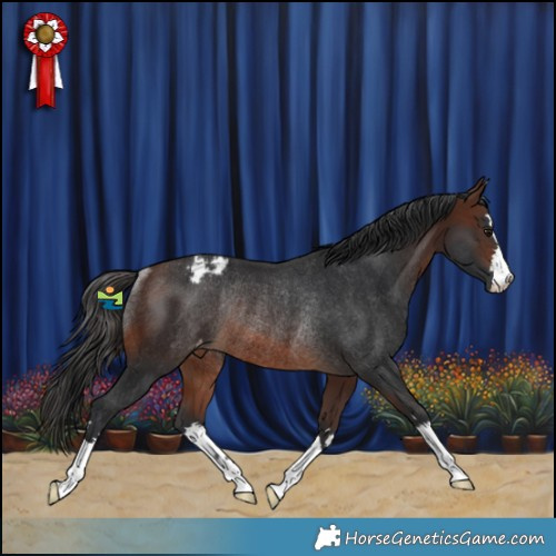 Horse Color:Brown Varnish Rabicano 
