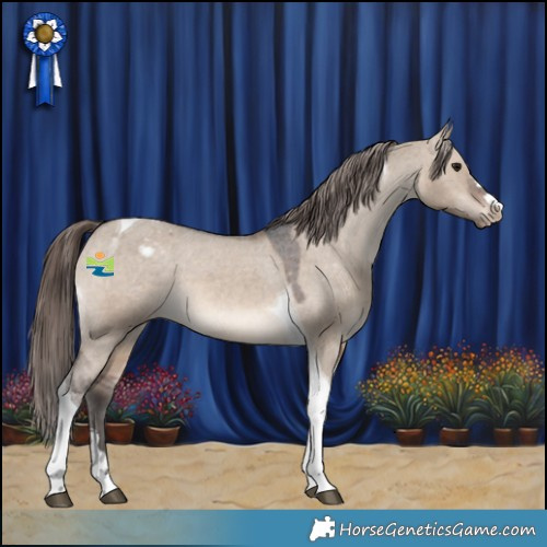 Horse Color:Brown Dun Tobiano Appaloosa 