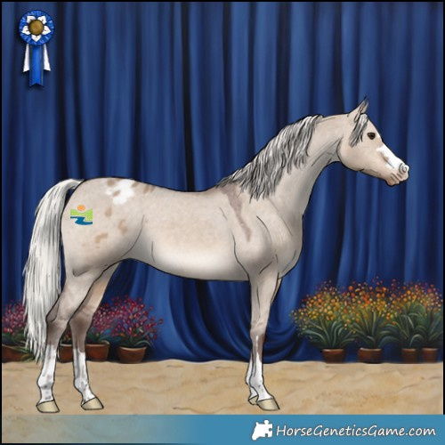 Horse Color:Silver Brown Dun Appaloosa 