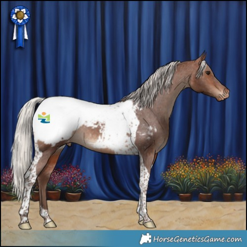 Horse Color:Silver Brown Tobiano Appaloosa Rabicano 