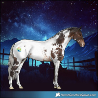 Horse Color:White Spotted Silver Brown Appaloosa Rabicano