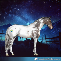 Horse Color:White Spotted Silver Brown Appaloosa Rabicano 
