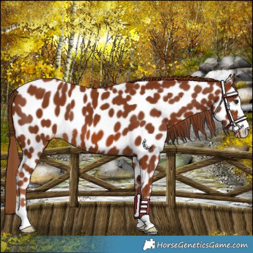 Horse Color:Chestnut Appaloosa 