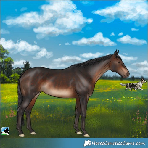 Horse Color:Brown Rabicano 
