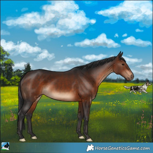 Horse Color:Brown Rabicano 