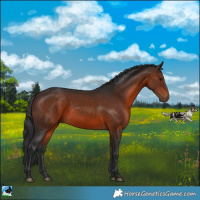 Horse Color:Brown Rabicano