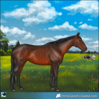 Horse Color:Brown Rabicano