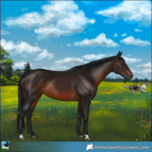 Horse Color:Gray Brown Rabicano 