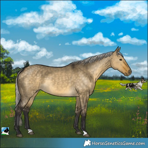 Horse Color:Silver Buckskin Dun Rabicano 