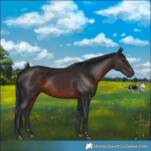Horse Color:Brown Rabicano 