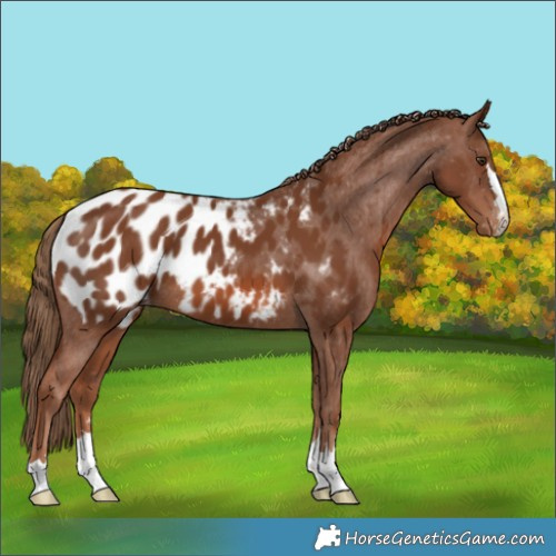 Horse Color:Chestnut Near Leopard 