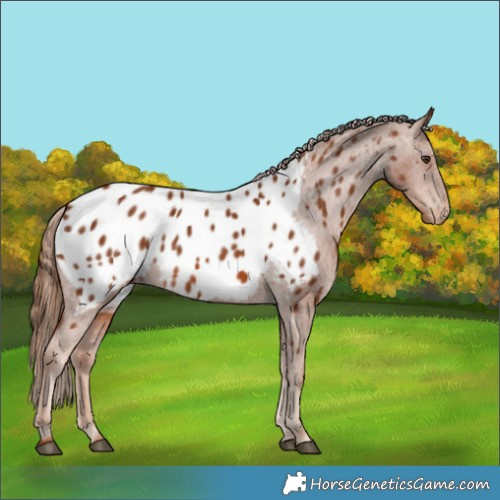 Horse Color:Chestnut Near Leopard 