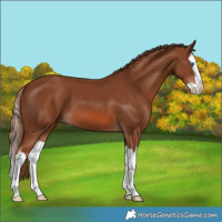 Horse Color:Chestnut Splash 