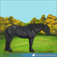 Horse Color:Black 