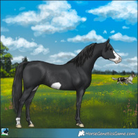 Horse Color:Black Frame Rabicano