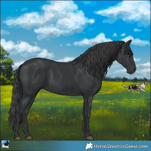 Horse Color:Black Rabicano
