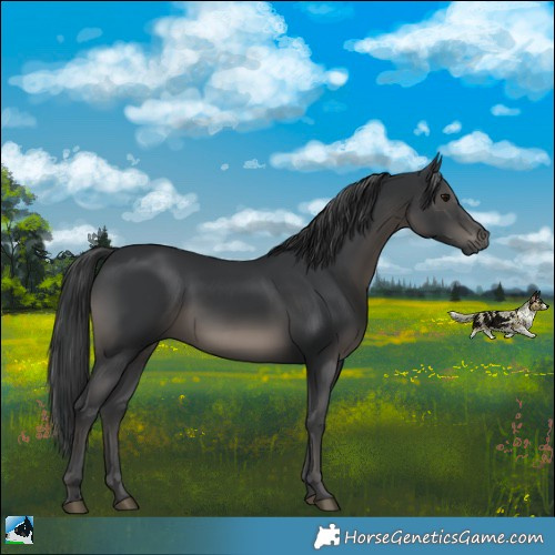 Horse Color:Black Rabicano 