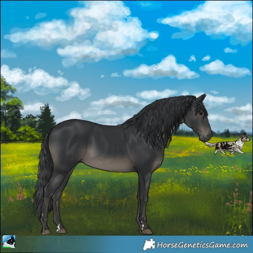 Horse Color:Black Rabicano 