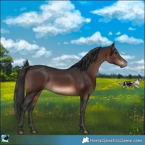 Horse Color:Brown Rabicano 