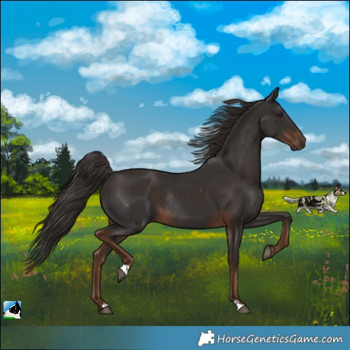 Horse Color:Liver Chestnut Rabicano 