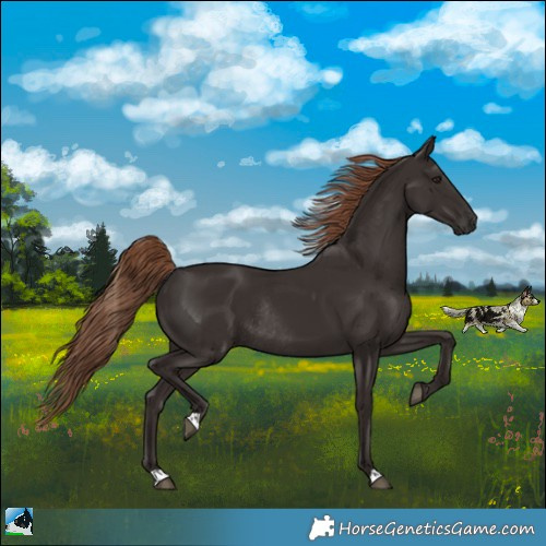 Horse Color:Liver Chestnut Rabicano 