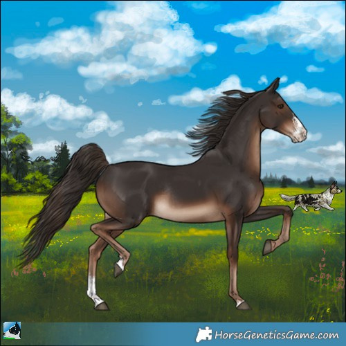 Horse Color:Liver Chestnut Sabino Rabicano 