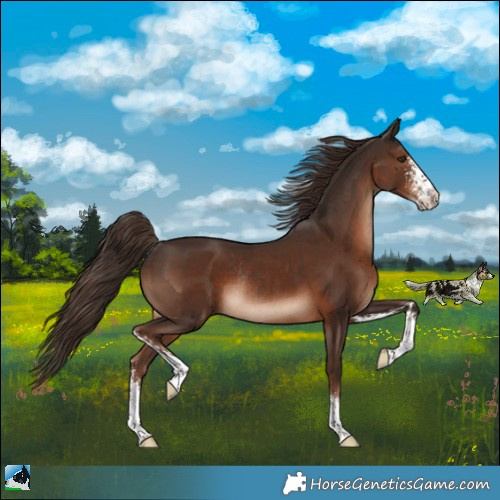 Horse Color:Liver Chestnut Sabino Rabicano 