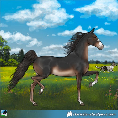 Horse Color:Liver Chestnut Sabino Rabicano