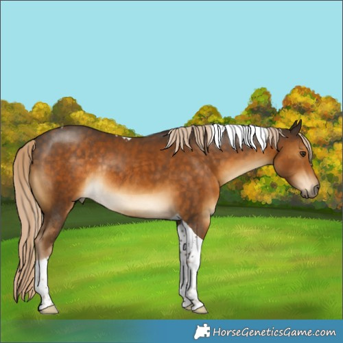 Horse Color:Chocolate Palomino Tobiano Rabicano 