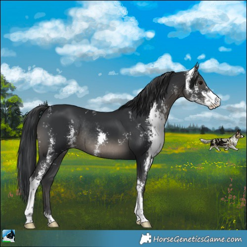 Horse Color:Black Sabino Rabicano 
