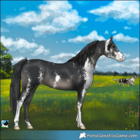 Horse Color:Black Sabino Rabicano 